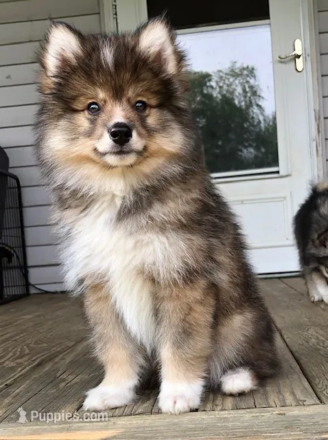 Castiel – Pomsky puppy for sale in Savoy, MA