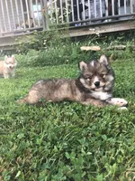 Castiel, a male Pomsky for sale in Savoy, MA – 2 of 5