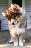 Castiel, a male Pomsky for sale in Savoy, MA – 3 of 8