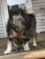 Bobby, a male Pomsky for sale in Savoy, MA – 3 of 10