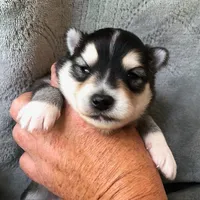 Aang, a male Pomsky for sale in Savoy, MA – 2 of 3