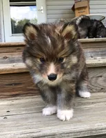 Castiel, a male Pomsky for sale in Savoy, MA – 4 of 5