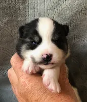 Katara, a female Pomsky for sale in Savoy, MA – 2 of 3