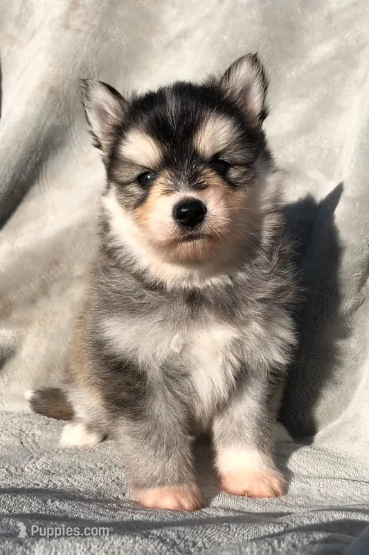 Aang – Pomsky puppy for sale in Savoy, MA