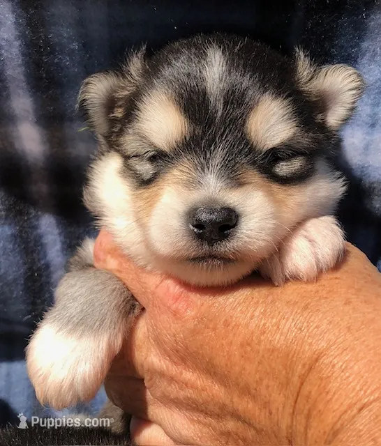 Aang – Pomsky puppy for sale in Savoy, MA