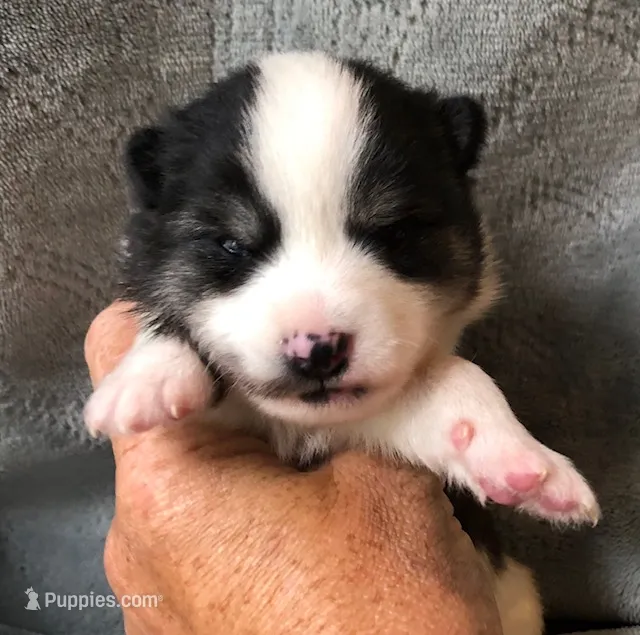Katara – Pomsky puppy for sale in Savoy, MA