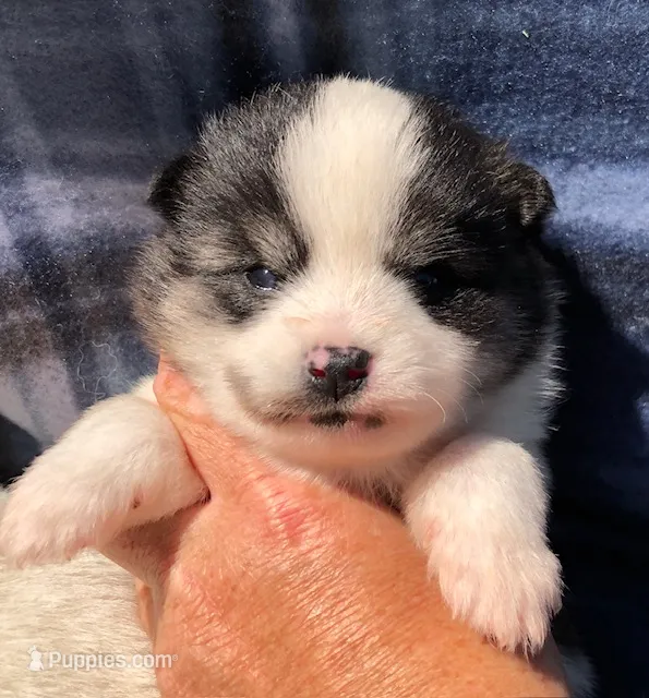 Katara – Pomsky puppy for sale in Savoy, MA