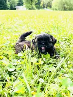 Imperial Duke, a male Shih Tzu for sale in Evansville, IN – 7 of 7