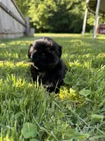 Teacup Diva, a female Shih Tzu for sale in Evansville, IN – 4 of 5