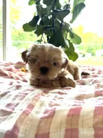 Imperial Dutchess, a female Shih Tzu for sale in Evansville, IN – 3 of 5