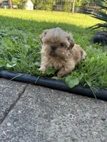 Imperial Alice, a female Shih Tzu for sale in Evansville, IN – 2 of 8