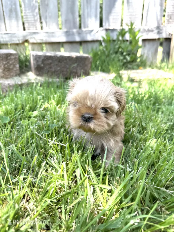 Imperial Princess – Shih Tzu puppy for sale in Evansville, IN