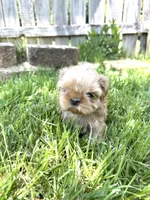Imperial Princess, a female Shih Tzu for sale in Evansville, IN – 6 of 9