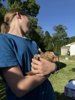 Imperial Princess, a female Shih Tzu for sale in Evansville, IN – 4 of 9