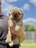 Imperial Princess, a female Shih Tzu for sale in Evansville, IN – 3 of 9