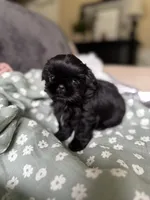Teacup Diva, a female Shih Tzu for sale in Evansville, IN – 3 of 5