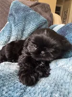 Teacup Diva, a female Shih Tzu for sale in Evansville, IN – 2 of 5