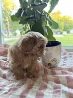 Imperial Dutchess, a female Shih Tzu for sale in Evansville, IN – 4 of 5