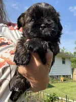 Imperial Duke, a male Shih Tzu for sale in Evansville, IN – 4 of 7
