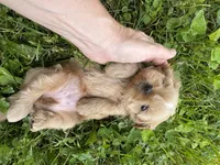 Imperial Princess, a female Shih Tzu for sale in Evansville, IN – 9 of 9