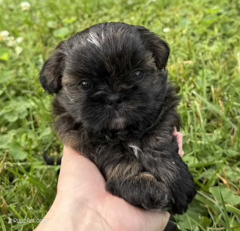 Imperial Duke – Shih Tzu puppy for sale in Evansville, IN