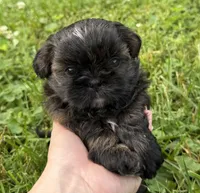 Imperial Duke, a male Shih Tzu for sale in Evansville, IN – 1 of 7