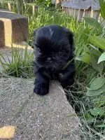 Teacup Diva, a female Shih Tzu for sale in Evansville, IN – 5 of 5