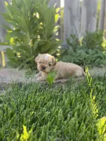 Imperial Duchess, a female Shih Tzu for sale in Evansville, IN – 4 of 4