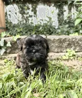 Imperial Duke, a male Shih Tzu for sale in Evansville, IN – 2 of 7