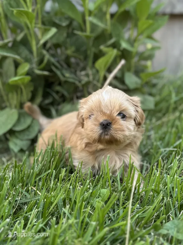 Imperial Princess – Shih Tzu puppy for sale in Evansville, IN