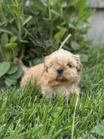 Imperial Princess, a female Shih Tzu for sale in Evansville, IN – 2 of 9