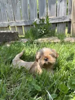 Imperial Princess, a female Shih Tzu for sale in Evansville, IN – 7 of 9