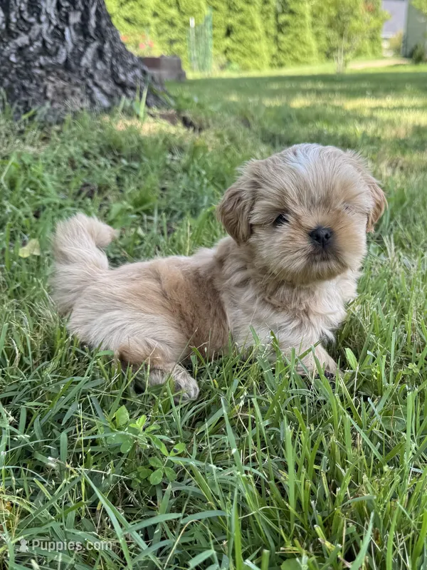 Imperial Duchess – Shih Tzu puppy for sale in Evansville, IN