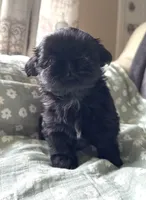 Imperial Diva, a female Shih Tzu for sale in Evansville, IN – 1 of 8
