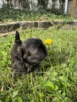 Imperial Duke, a male Shih Tzu for sale in Evansville, IN – 3 of 7