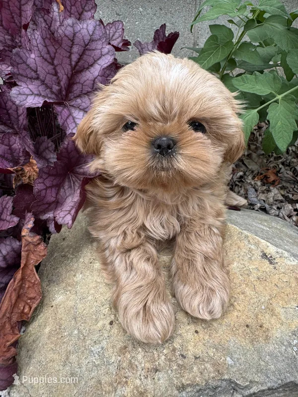 Imperial Alice – Shih Tzu puppy for sale in Evansville, IN