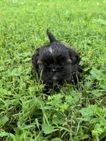 Imperial Duke, a male Shih Tzu for sale in Evansville, IN – 6 of 7
