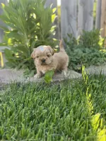 Imperial Duchess, a female Shih Tzu for sale in Evansville, IN – 3 of 4