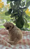 Imperial Dutchess, a female Shih Tzu for sale in Evansville, IN – 2 of 5