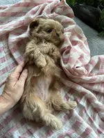 Imperial Dutchess, a female Shih Tzu for sale in Evansville, IN – 5 of 5