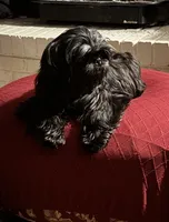 Imperial Alice, a female Shih Tzu for sale in Evansville, IN – 7 of 8