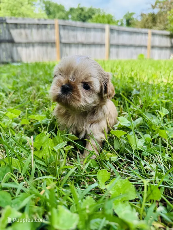 Imperial Alice – Shih Tzu puppy for sale in Evansville, IN
