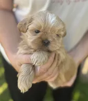 Imperial Duchess, a female Shih Tzu for sale in Evansville, IN – 2 of 4