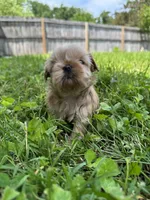 Imperial Alice, a female Shih Tzu for sale in Evansville, IN – 3 of 8
