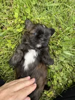Imperial Duke, a male Shih Tzu for sale in Evansville, IN – 5 of 7