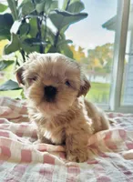 Imperial Dutchess, a female Shih Tzu for sale in Evansville, IN – 1 of 5