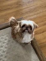 Imperial Alice, a female Shih Tzu for sale in Evansville, IN – 8 of 8