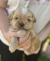 Imperial Duchess, a female Shih Tzu for sale in Evansville, IN – 1 of 4