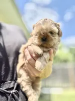 Imperial Alice, a female Shih Tzu for sale in Evansville, IN – 5 of 8
