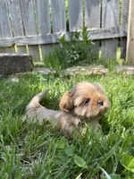 Imperial Princess, a female Shih Tzu for sale in Evansville, IN – 5 of 9
